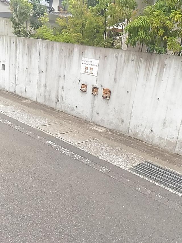 天然呆的柴犬老是把自己卡住,卡着卡着居然还可以成为新地标!