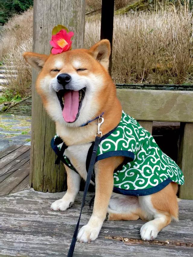 拥有超治愈笑容的日本柴柴,我的狗年头像有着落了!