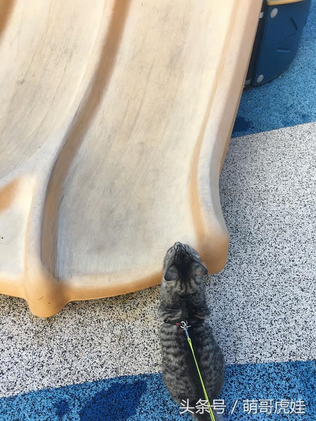 第一次玩滑梯,傻傻坐在铲屎的怀里,上了贼船下不来