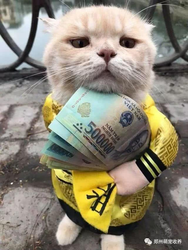 橘猫紧紧的将钱抱在怀里, 网友: 想骗我压岁钱, 不存在的!