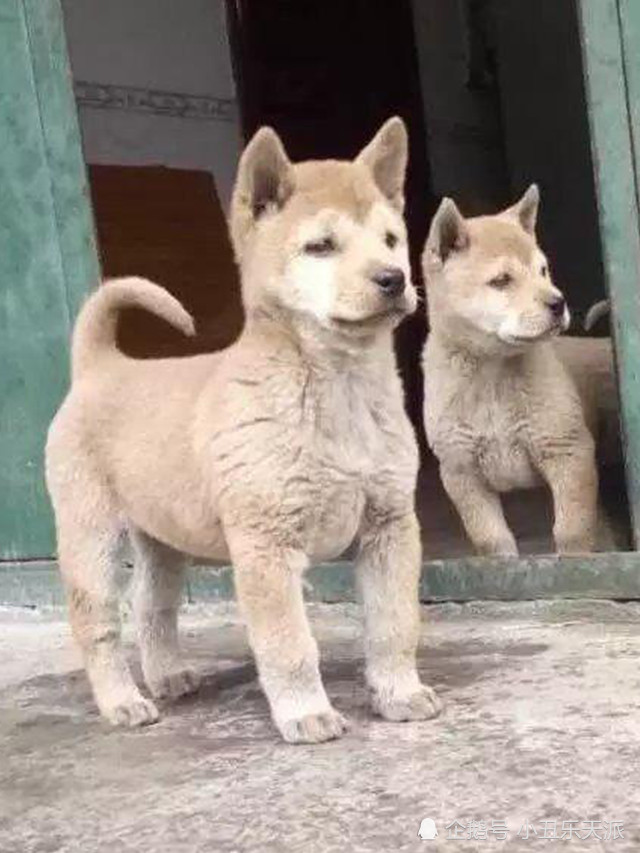 农村里的中华田园犬,碰见好狗不易,看到这样的就收下|土狗|田园|猎犬