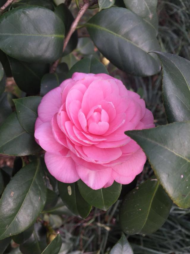 茶花介绍——七仙女·甜美色系的姊妹花