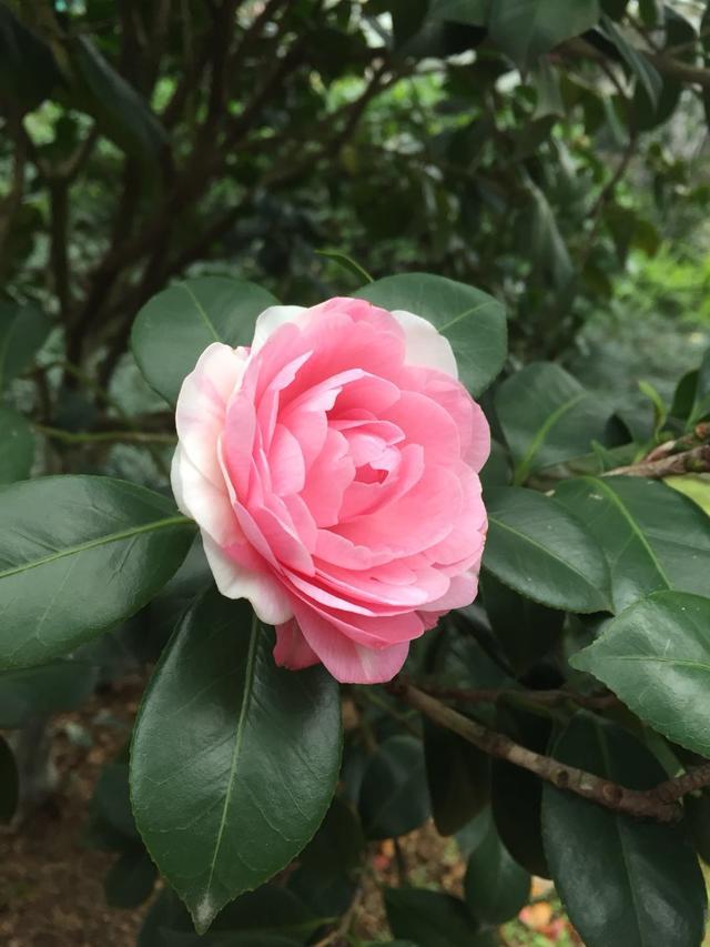 茶花介绍——七仙女·甜美色系的姊妹花