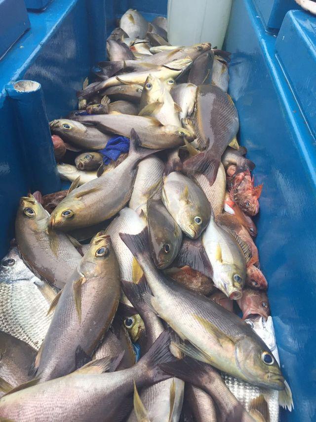 诱饵笼钓鱼, 满潮水遇见“黄鸡鱼”鱼群, 用南极虾钓获一箱的大鱼