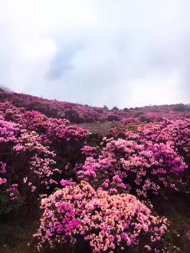 龙肘山杜鹃花,山茶花开得漫山遍野,许你一个