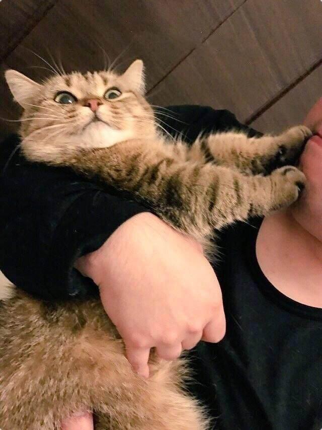 美女抱着猫想亲下去,猫咪伸出两条小短腿,接下来这幕网友笑喷!