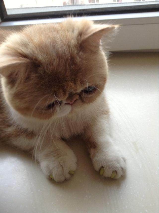 加菲猫到底是什么?世界上真的有这个品种吗?