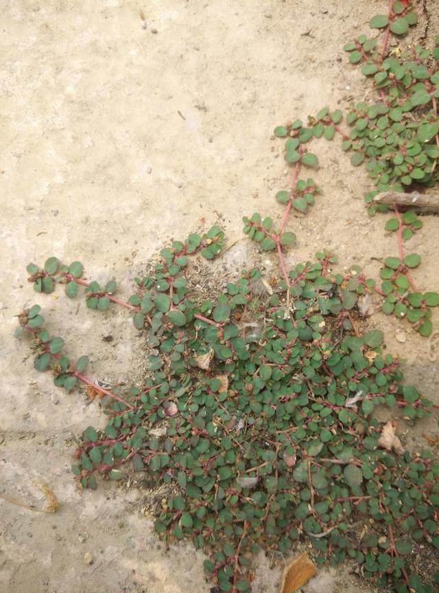 有一种草,对治疗痔疮有很好的疗效,你用吗?