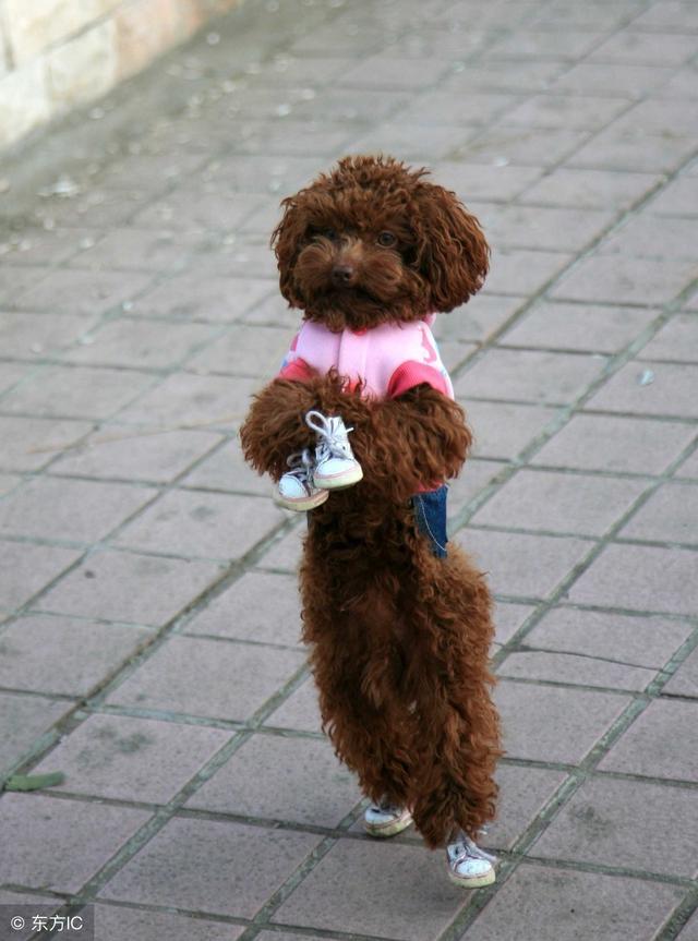 训练泰迪犬的最佳时间,你错过了吗?