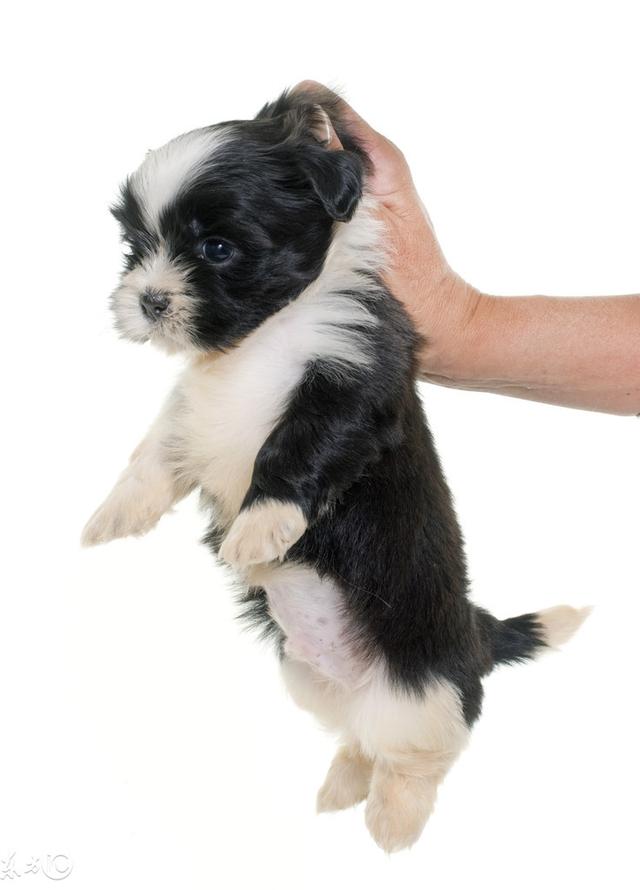 还有不精通抓狗神功的铲屎官吗?20%的犬类伤人事件源于此!