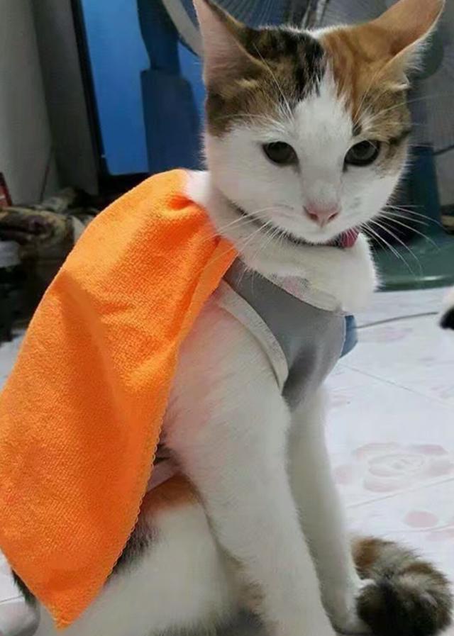 铲屎官抓到5只老鼠,整齐摆放在猫咪面前,猫咪:我不吃