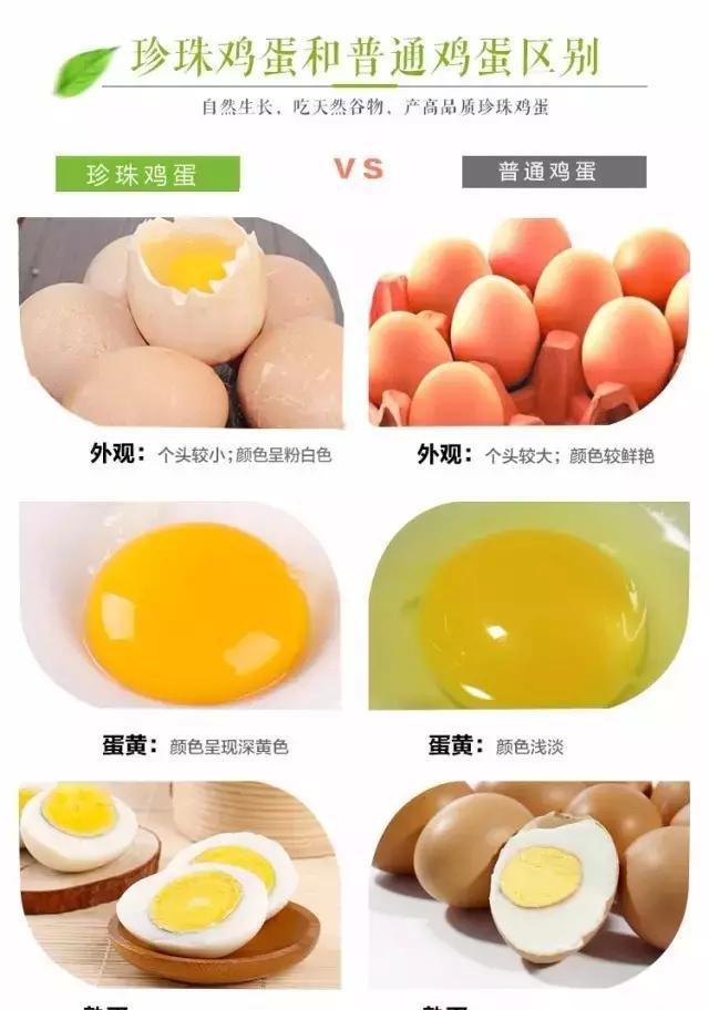 你听说过珍珠鸡蛋吗？它出大事了！
