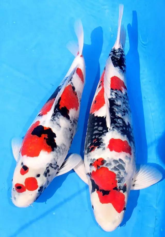 西安小袁耍锦鲤之品种介绍鉴赏篇1