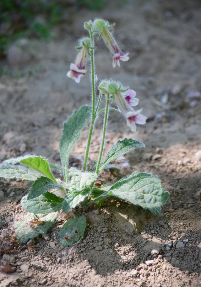 北京的公园里面长着好多野生地黄,挖野菜的人来了,就是一场浩劫