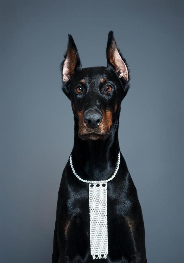 2018年德国杜宾犬打架厉害吗 杜宾犬凶猛善战