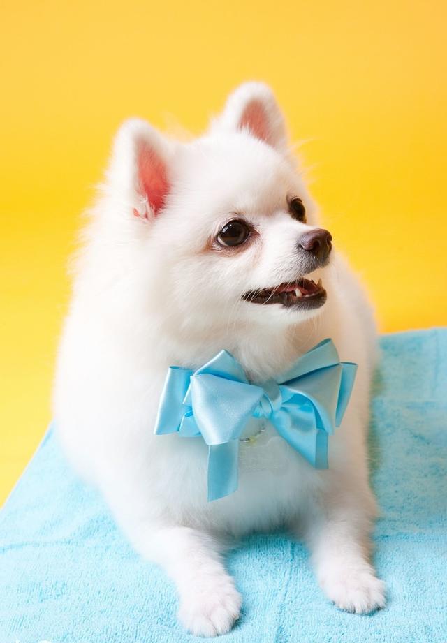 世界名犬—博美犬(pomeranian)