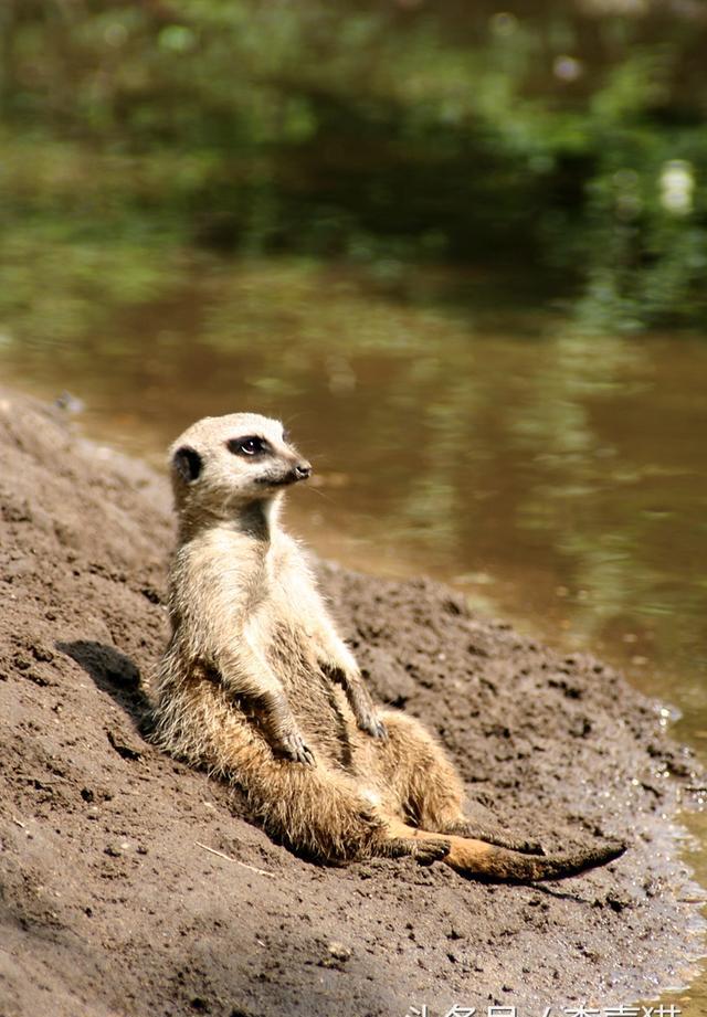 《狮子王》中的丁满是什么动物?可以当作宠物