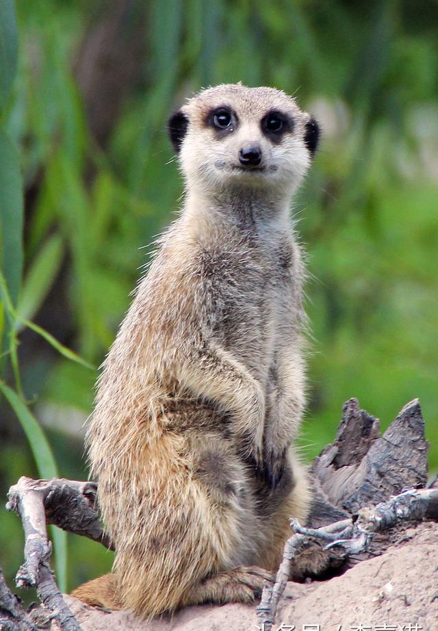 《狮子王》中的丁满是什么动物?可以当作宠物