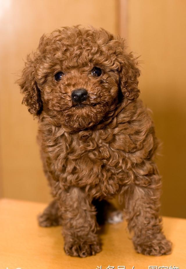 如何解决泰迪犬换毛问题