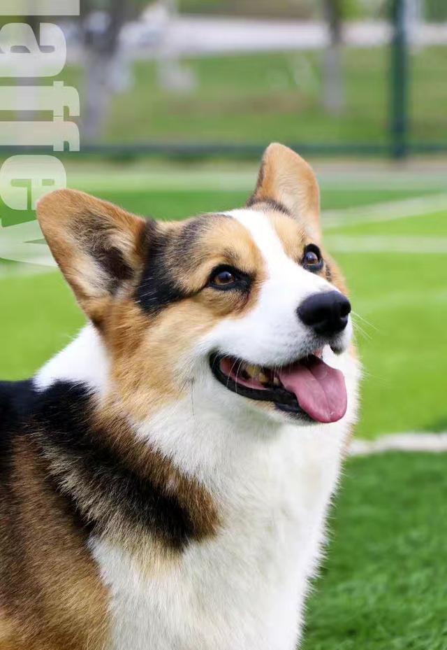 彭布罗克威尔士柯基犬