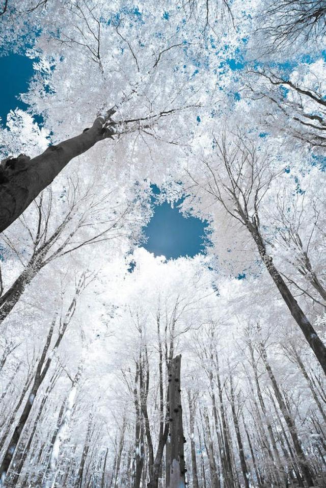 "雪中景色"壁纸(无水印)大雪纷飞的森林小屋,意境满满