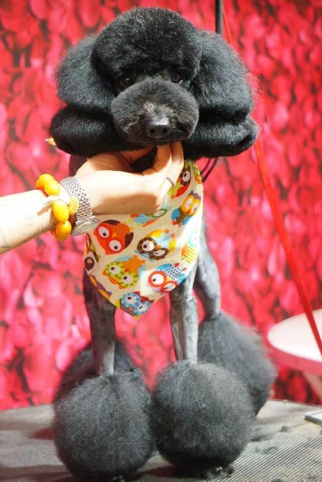 今天小编为您带来可爱的泰迪狗狗造型,给所有的萌宠主人下次美容时做