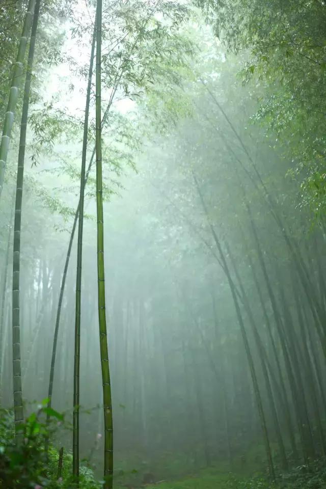 江南雨真有那么诗情画意吗?|西湖|竹林|雨水_新浪新闻