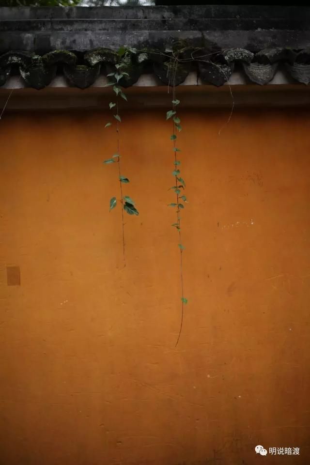 这个5A景区免门票免停车费 春节正是隋梅盛开