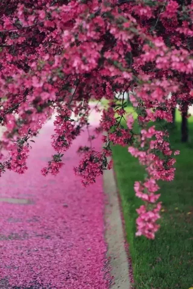 一路向阳,静待花开!早安