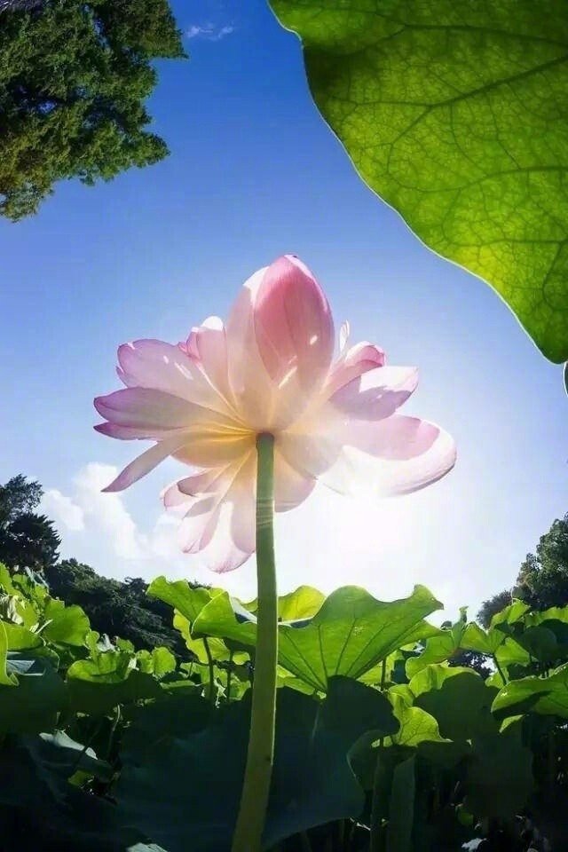 莲花朵朵开,富贵满园春