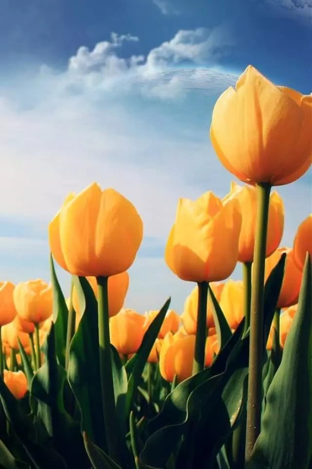 东钱湖荷兰风情郁金香节,约上闺蜜一起看花海