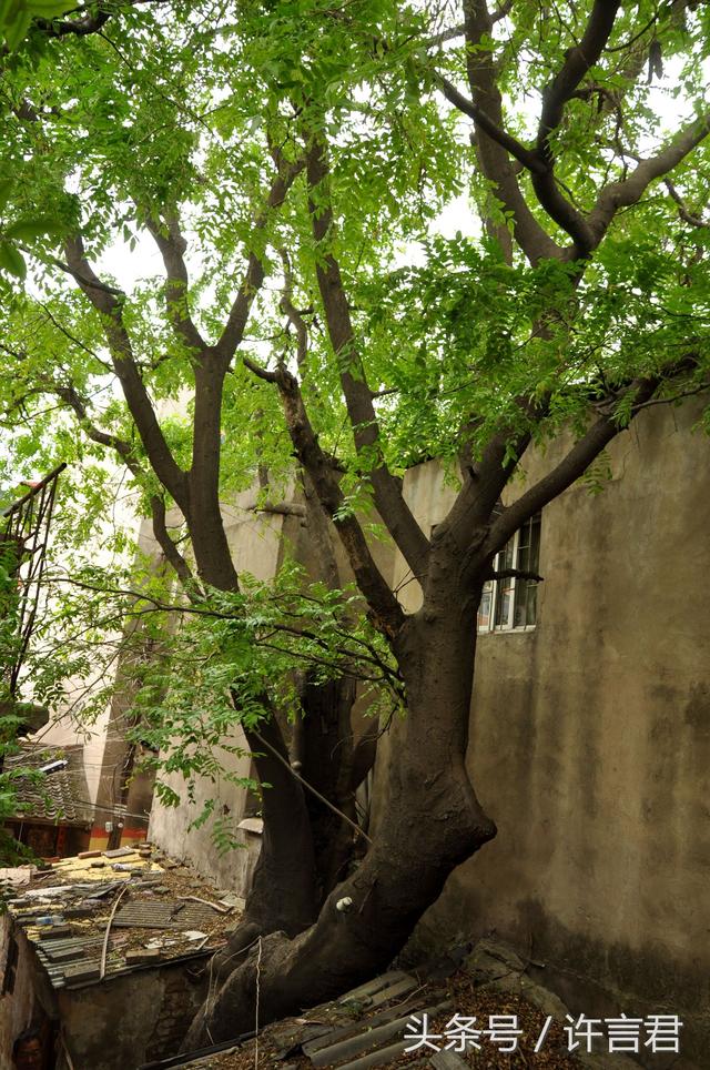 许昌城内俩胡同,一个叫大王一个叫小王,一棵皂