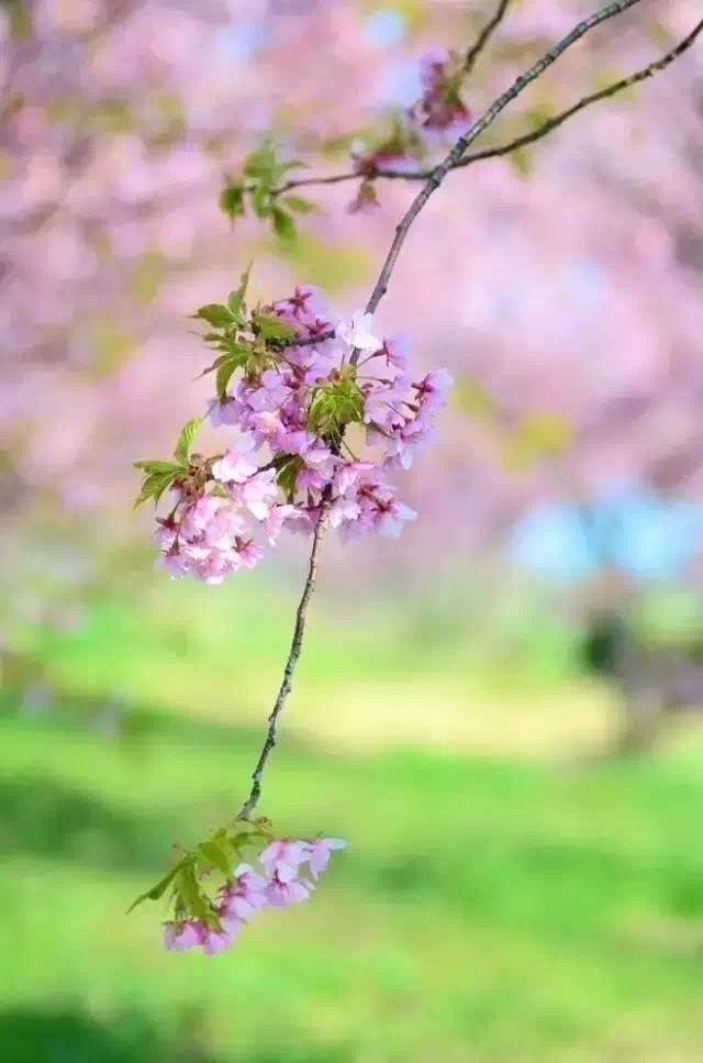 一路向阳,静待花开!早安