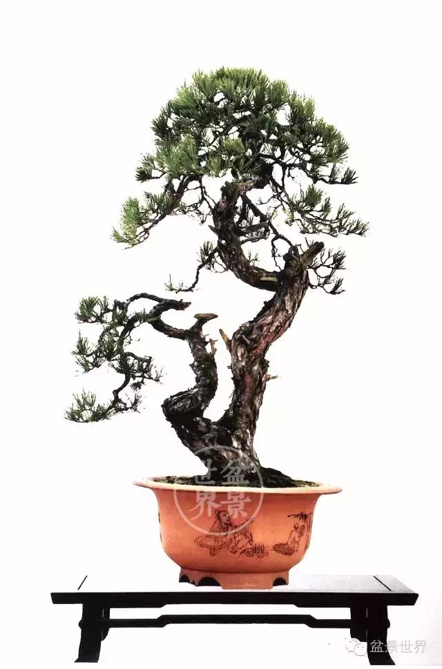 大雪压青松, 青松挺且直, 黄山松盆景精品欣赏