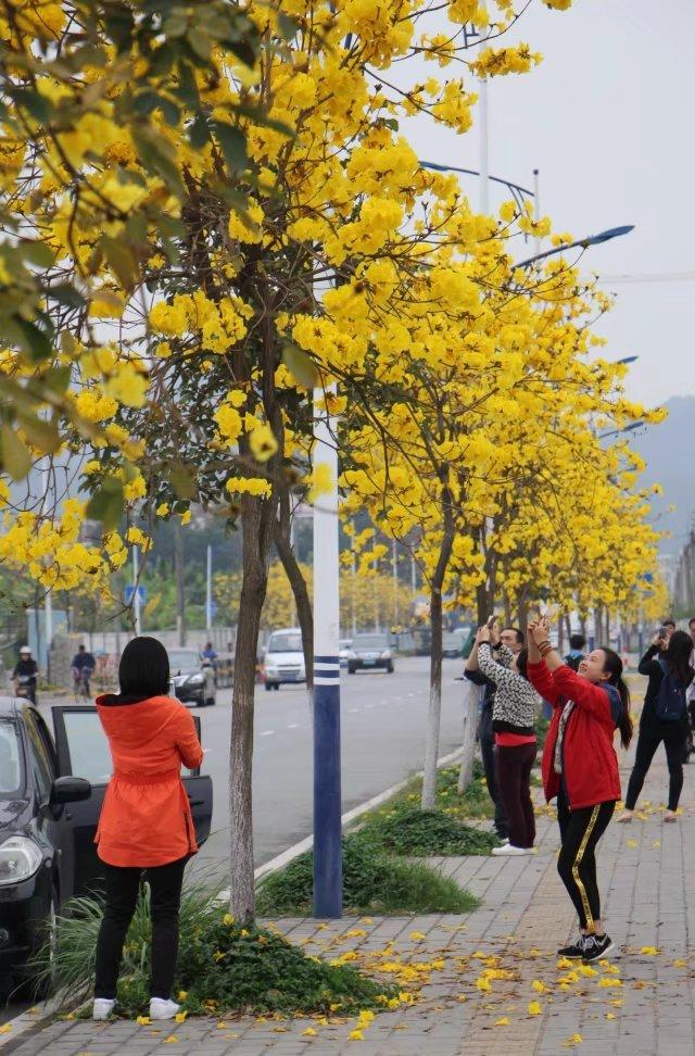 黄花风铃木惊艳了春光巴西国花在广州番禺绽放