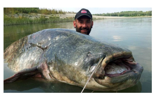 5种可怕的水中动物,食人鱼排末位,最后一名看