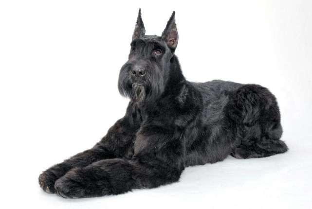 盘点十大忠心护主的狗狗, 最能给你安全感, 网友