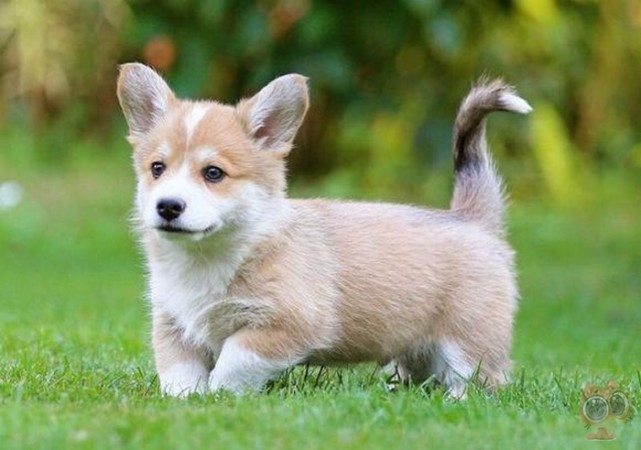 以为柯基天生没尾巴，网友遇到一只长尾柯基犬，差点没认出来