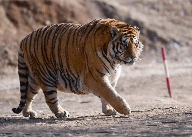 中国原是老虎种类最多的国家, 你知道或见过几种?