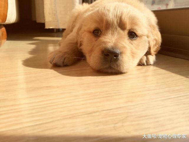 狗狗身上有皮屑, 瘙痒难耐是何原因? 1分钟教会