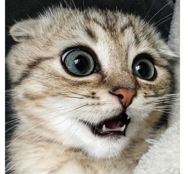小猫咪拥有天然大眼睛,萌动可爱的模样彻底把人萌翻了!