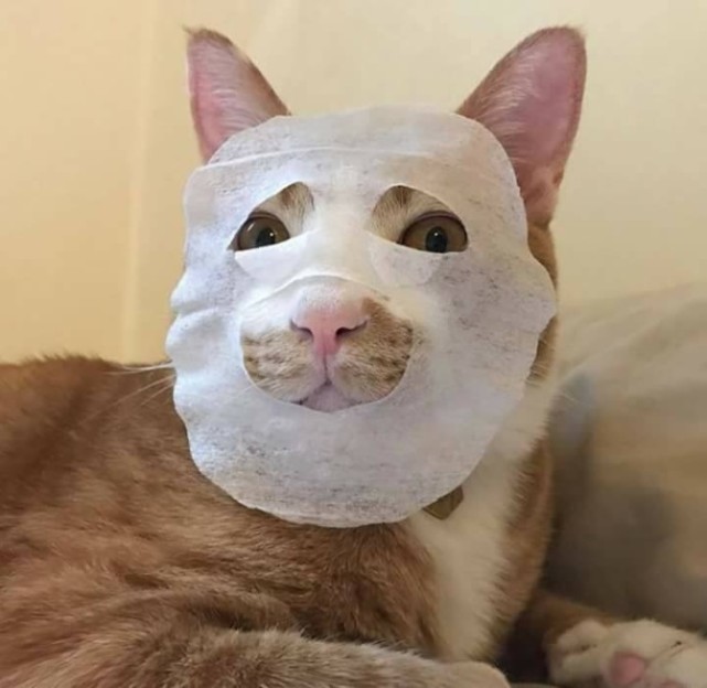 主人敷面膜时,趁手给橘猫脸上贴了一张,看了一眼后,忍