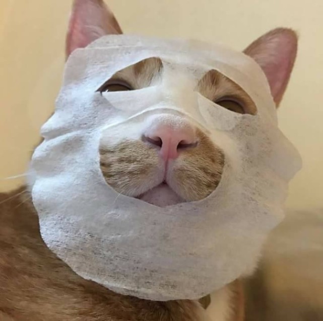 主人敷面膜时趁手给橘猫脸上贴了一张看了一眼后忍不住笑喷
