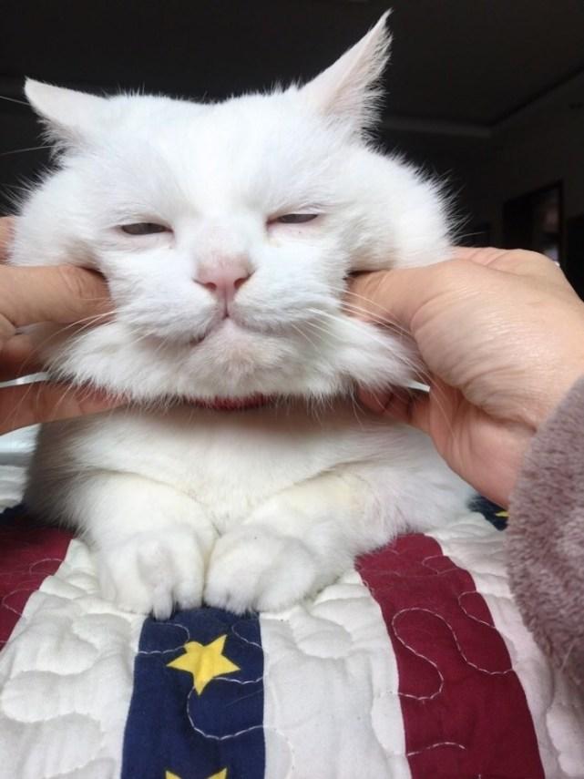 铲屎官捏猫咪的脸捏到被猫嫌弃, 猫咪嘴上不说