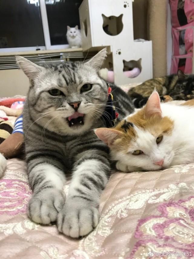 两只依偎在一起的猫咪, 确定这不是爷孙俩吗