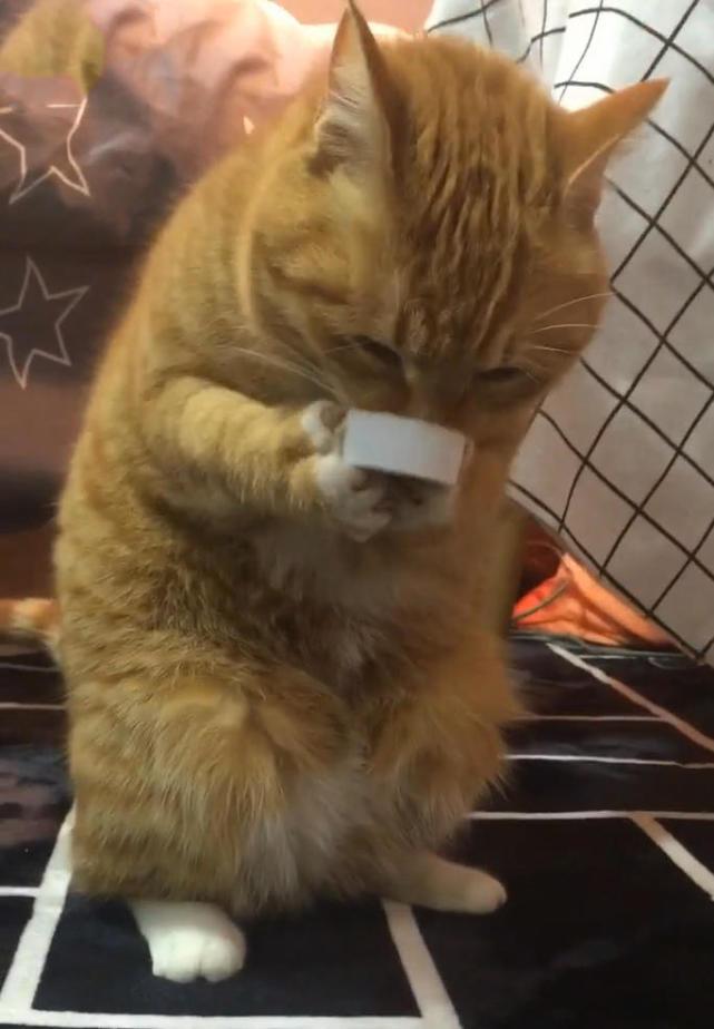 主人把瓶盖丢在桌子上,中途去了躺厕所,再回来时:这猫成精了!