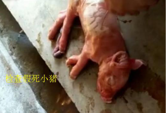 养猪人不要着急,假死猪这样处理不死猪