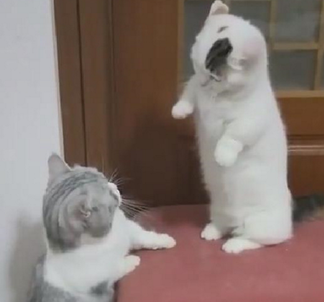猫咪情侣打情骂俏,单身狗看了都想哭,众网友大呼:想吸