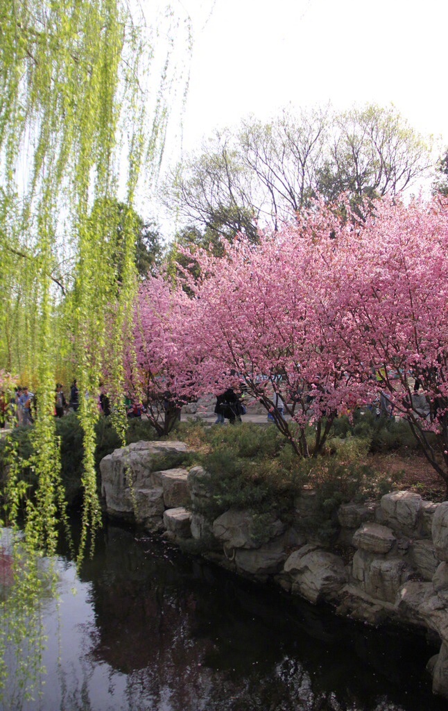 杨柳千寻色,桃花一苑芳.