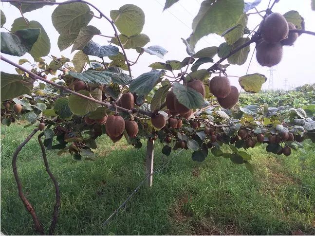 2018年中央一号文件公布!福建农村户口身价要